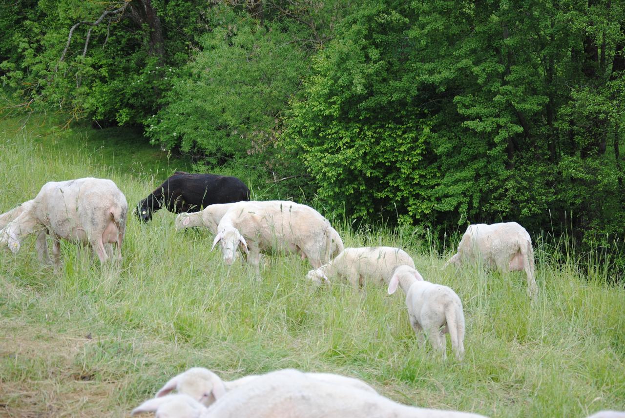 Landgasthof Seyrlberg Reichenau im Mühlkreis Eksteriør billede