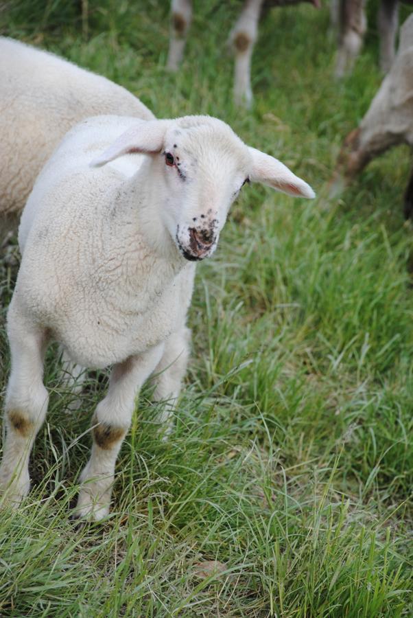 Landgasthof Seyrlberg Reichenau im Mühlkreis Eksteriør billede