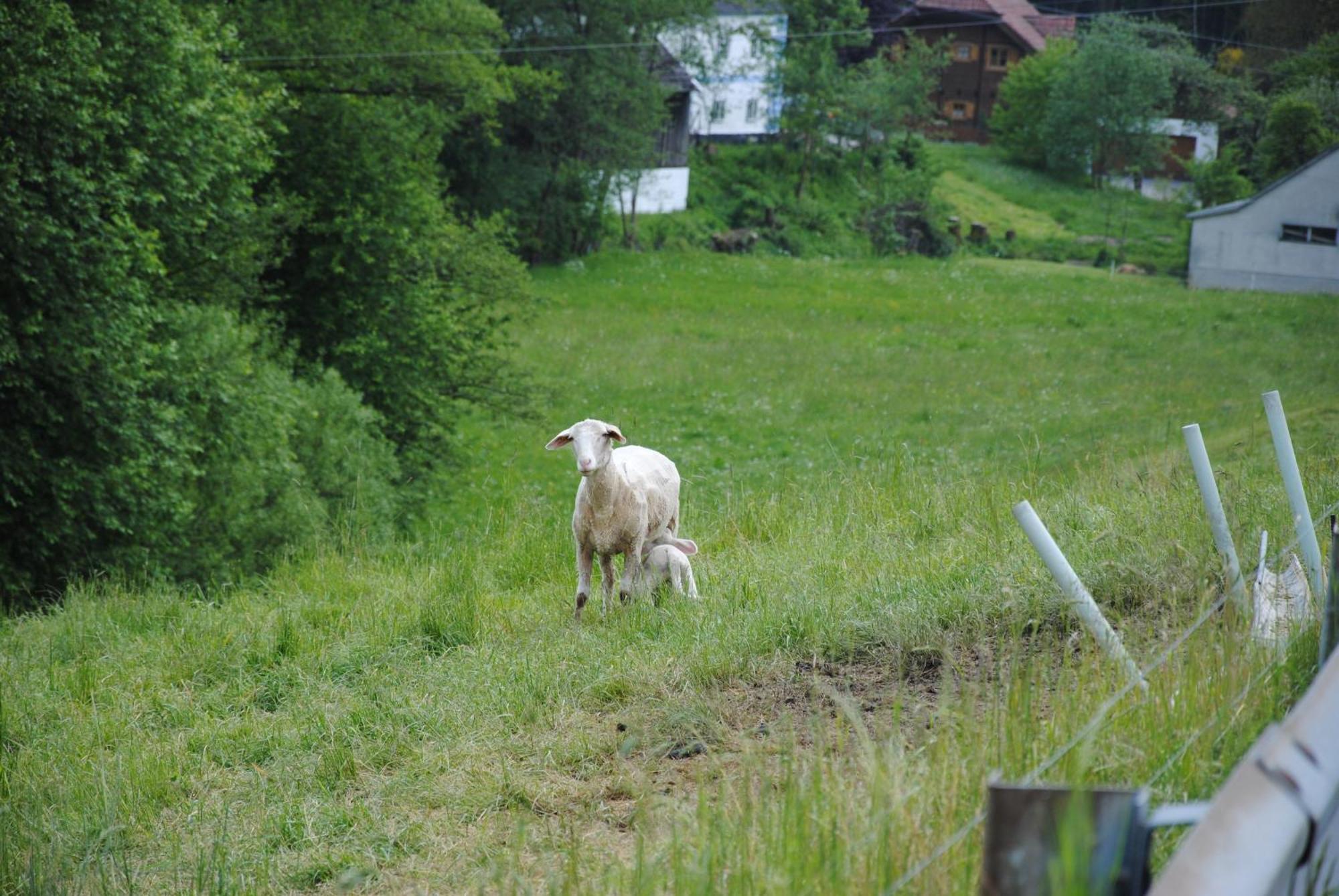 Landgasthof Seyrlberg Reichenau im Mühlkreis Eksteriør billede